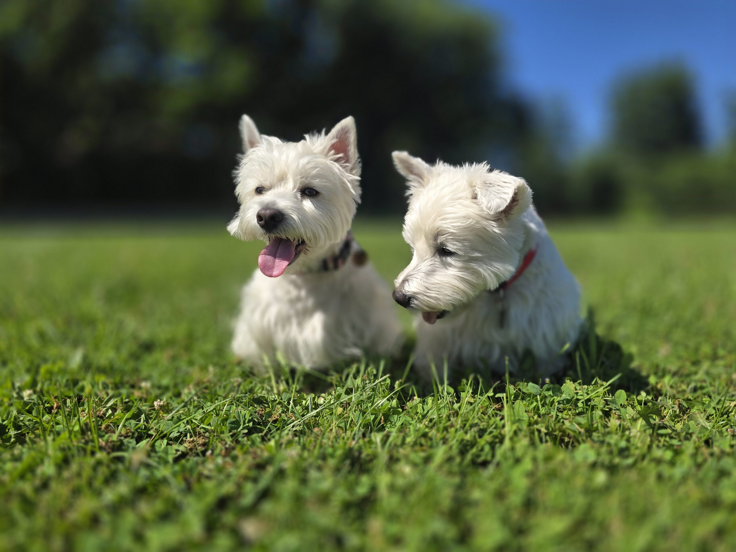 WestieWear - Josie & Murphy