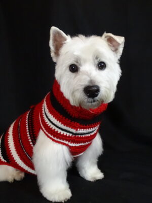 Murphy Peppermint Bark Dog Sweater