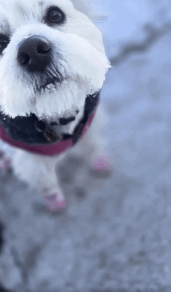 How to Keep Your Dog Safe During Extreme Cold Weather