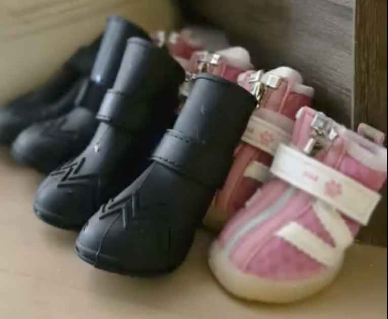 Keep pets safe in cold