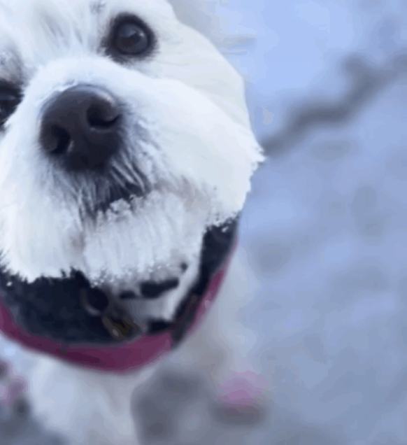 How to Keep Your Dog Safe During Extreme Cold Weather