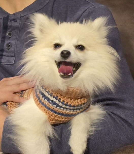 Baisy - Top Dog Award