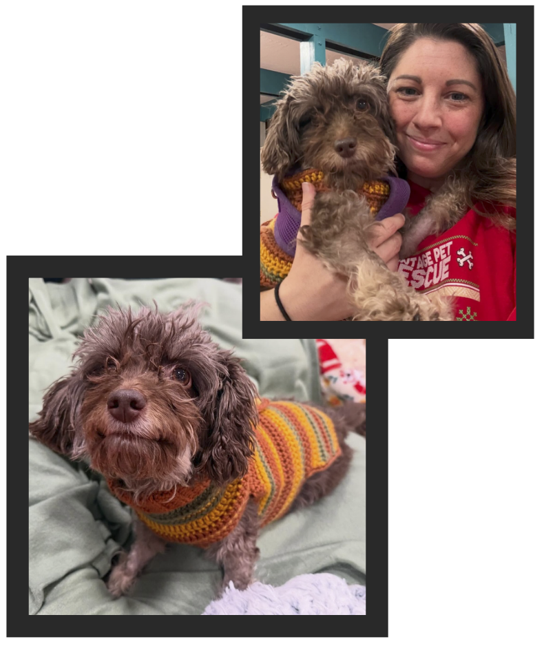 WestieWear Gives Back