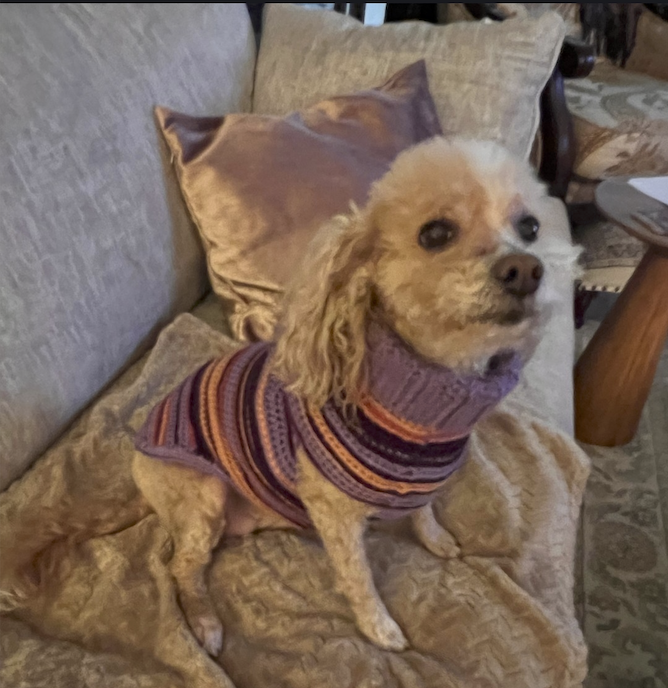 Missy WestieWear Sweater - Testimonial