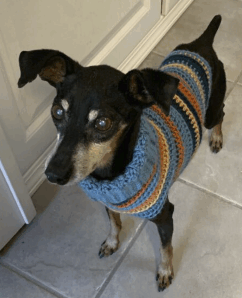 Tidbit Closeup-WestieWear Pack Dog Sweaters