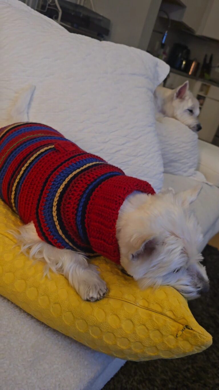 Firsthand Look at a Calming Dog Sweater